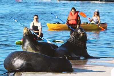 2-Hour Kayak or Paddleboard with Sea Lions in Marina del Rey - Starting at Mother’s Beach: the moment things feel easy