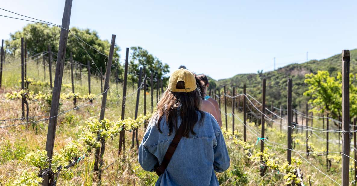 Malibu: Guided Vineyard Hike with Photo Stops and Wine - What You See Along the 2–3 Hour Route