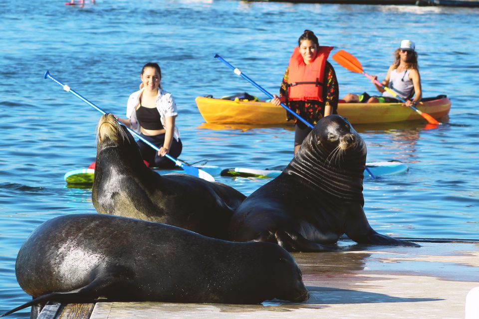 Marina Del Rey: Kayak and Paddleboard Tour with Sea Lions - Key highlights worth showing up for