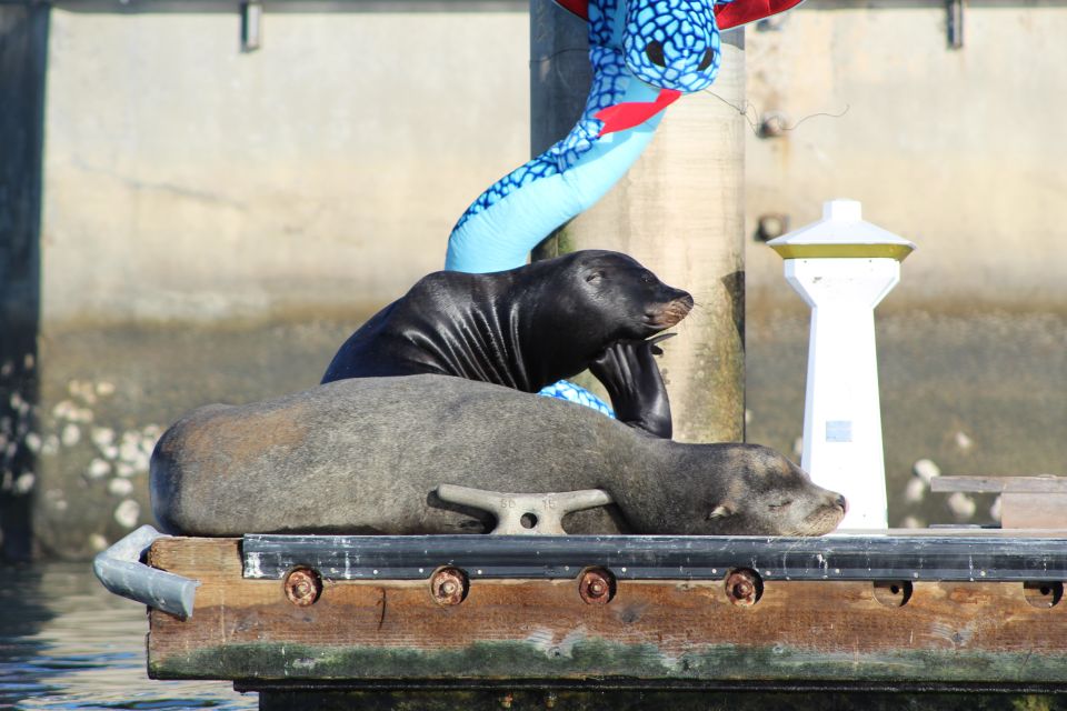 Marina Del Rey: Kayak and Paddleboard Tour with Sea Lions - Kayak or paddleboard instruction that actually helps you go