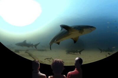 Ocean Wonders: An Immersive Ocean Movie Experience - Catalina Connection: How It Fits In (And When It Might Not)